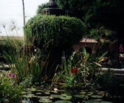 Plants