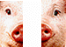 sliced pig